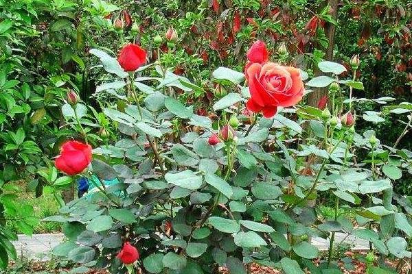 玫瑰花的养殖方法，养殖温度不能低于20℃