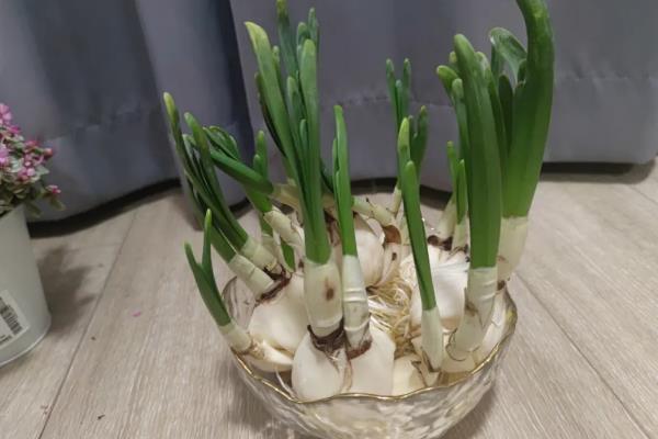 水培水仙花怎么养护，应挑选一个光照好的位置养护