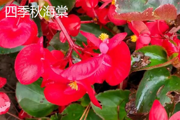 海棠有什么品种，西府海棠的知名度最高