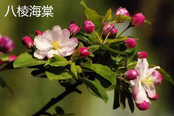 海棠有什么品种，西府海棠的知名度最高