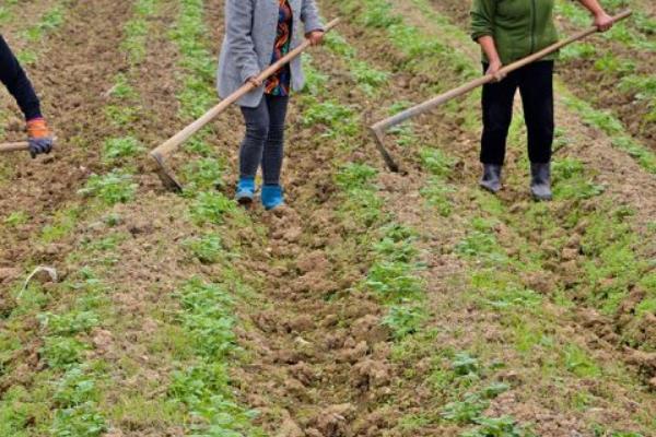 中耕除草有何作用，能起到提温保墒、促进微生物繁殖等效果