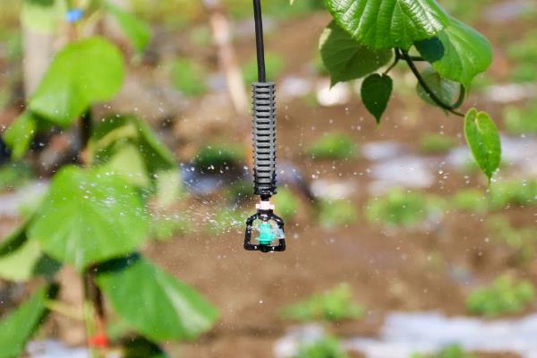 怎样种植猕猴桃，生长期间为其施加以磷钾为主的复合肥料