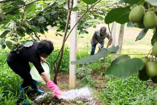 怎样种植猕猴桃，生长期间为其施加以磷钾为主的复合肥料
