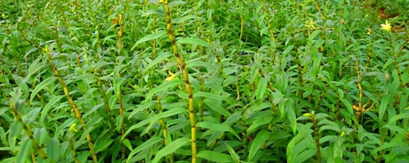 种植石斛怎么施肥，每隔10天左右追施一次