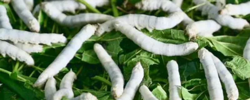 养蚕的三个步骤，分别是孵化、喂食、破茧