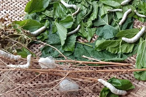 养蚕的三个步骤，分别是孵化、喂食、破茧