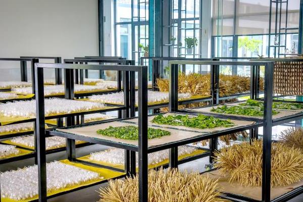 养蚕的三个步骤，分别是孵化、喂食、破茧