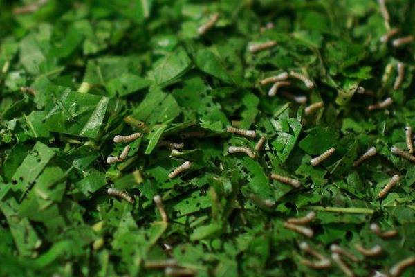 养蚕的三个步骤，分别是孵化、喂食、破茧