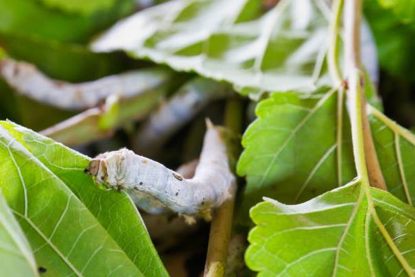养蚕的三个步骤，分别是孵化、喂食、破茧
