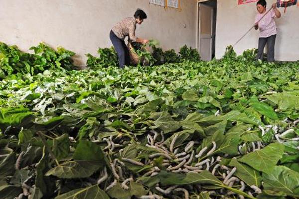 养蚕的三个步骤，分别是孵化、喂食、破茧