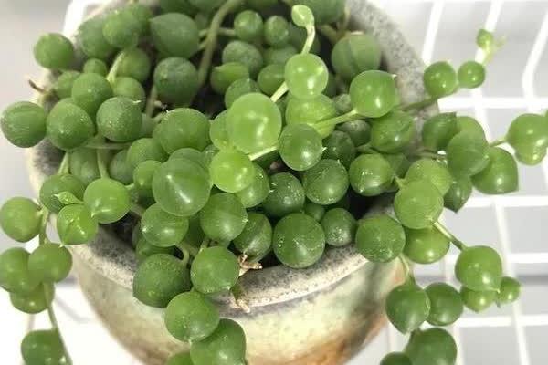 盆栽佛珠如何养殖，在生长旺期要确保水分的充足