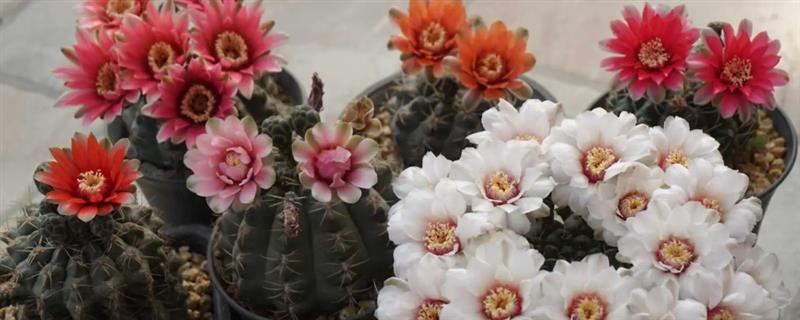 绯花玉怎样才能长侧芽，在光照充足的条件下更容易萌发