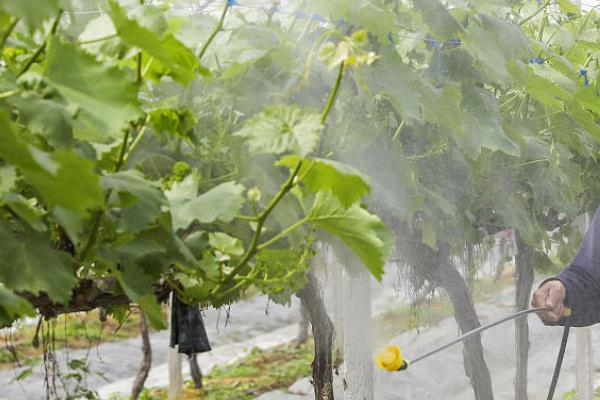 开春后怎么管理葡萄，每隔1-2周追施一次复合肥液