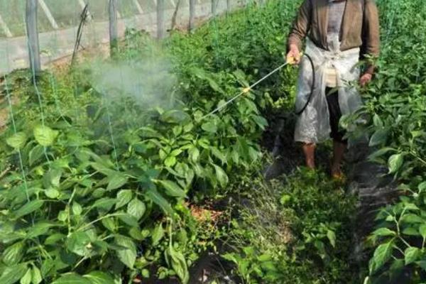 设施蔬菜春季如何管理，根据棚室温度变化做好低温防冻措施