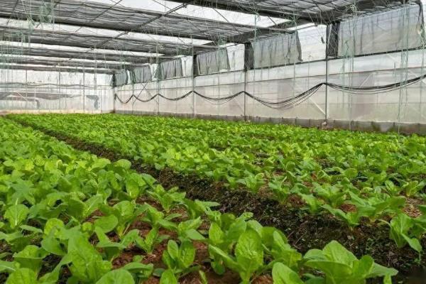 设施蔬菜春季如何管理，根据棚室温度变化做好低温防冻措施