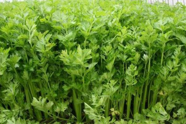 大叶芹的叶子能吃吗，幼嫩的茎叶可以食用
