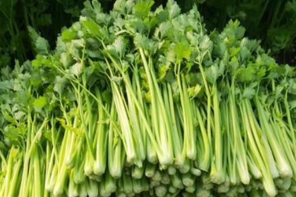 大叶芹的叶子能吃吗，幼嫩的茎叶可以食用