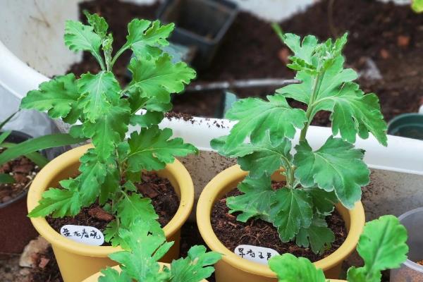 养好菊花的方法，春秋季节每隔3天浇一次水