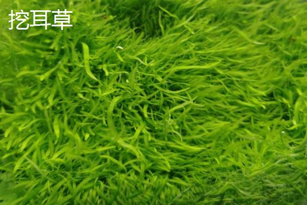 鱼缸养什么植物能净化水，可选择水松草、皇冠草等