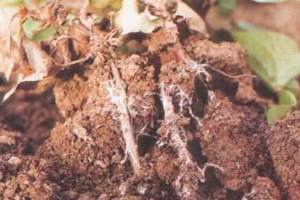 如何防治花毛茛的常见病害，根据病害类型采取针对性措施