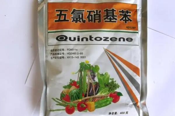 如何防治花毛茛的常见病害，根据病害类型采取针对性措施
