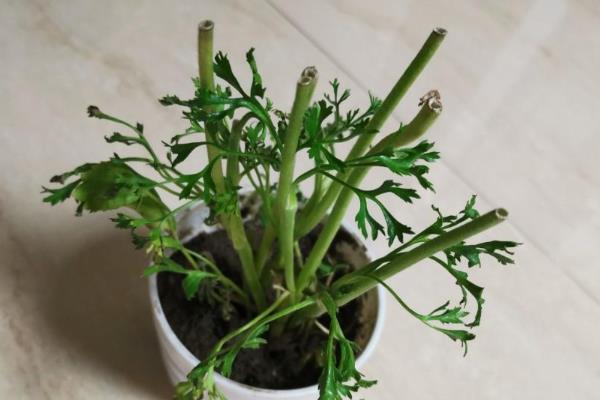 如何防治花毛茛的常见病害，根据病害类型采取针对性措施