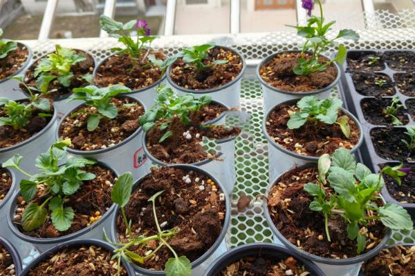 如何防治花毛茛的常见病害，根据病害类型采取针对性措施