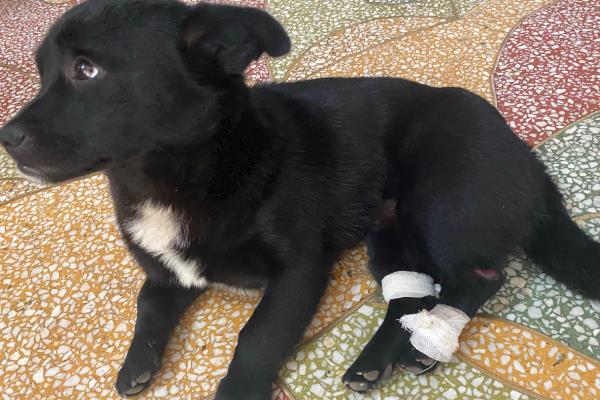 小狗骨折能自愈吗，小犬骨折不会自愈