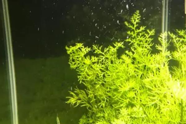 硝化细菌可以直接放水里吗，可以直接放入水中