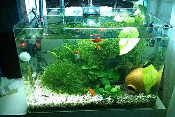 硝化细菌可以直接放水里吗，可以直接放入水中