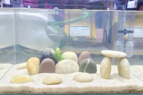硝化细菌可以直接放水里吗，可以直接放入水中