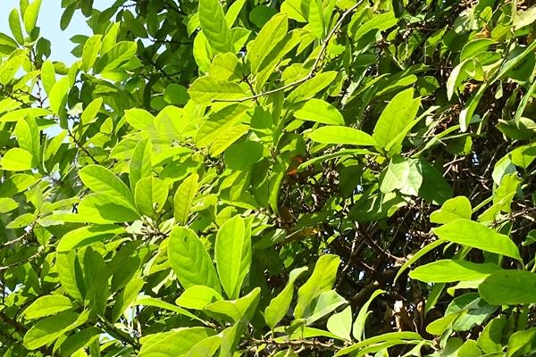 用什么土种植胖大海，红壤、黄壤和砂土壤最为适宜