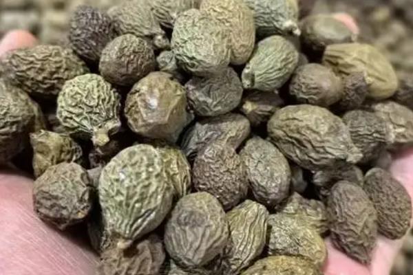 用什么土种植胖大海，红壤、黄壤和砂土壤最为适宜
