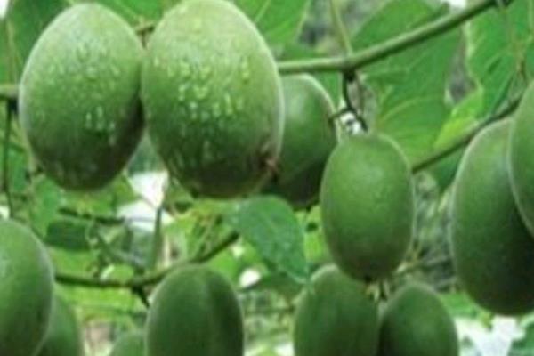 用什么土种植胖大海，红壤、黄壤和砂土壤最为适宜