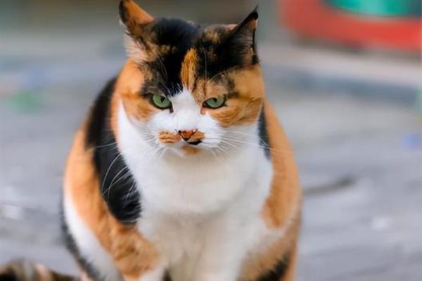 三花猫为什么大部分都是母的，其毛色的基因遗传规律决定的
