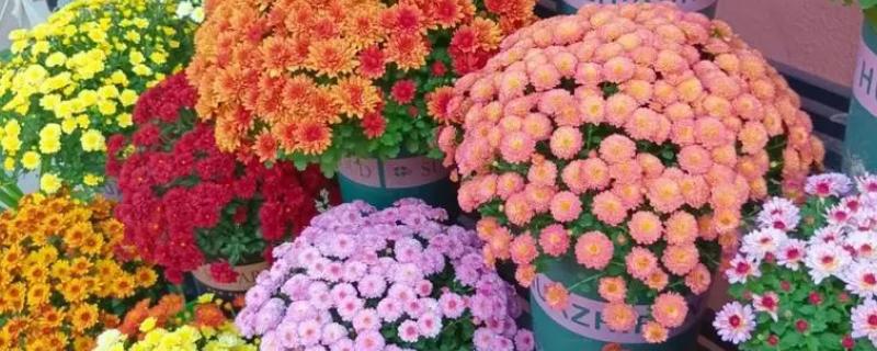 怎么养球菊，适合在18-21℃之间的环境中生长