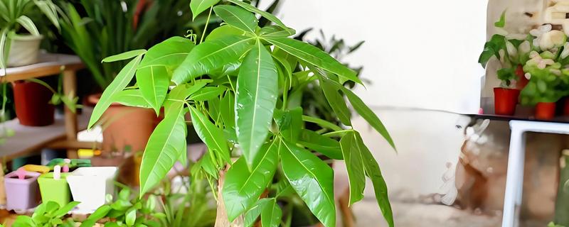 一米五的发财树要多少钱，辫桩大概在100元左右