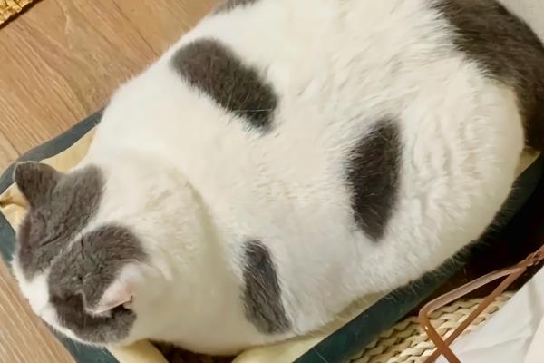 哪些过敏原会造成猫咪哮喘，包括烟味、粉尘、味道刺鼻的物品等