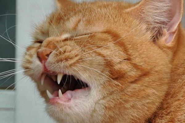 哪些过敏原会造成猫咪哮喘，包括烟味、粉尘、味道刺鼻的物品等