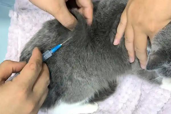 哪些过敏原会造成猫咪哮喘，包括烟味、粉尘、味道刺鼻的物品等
