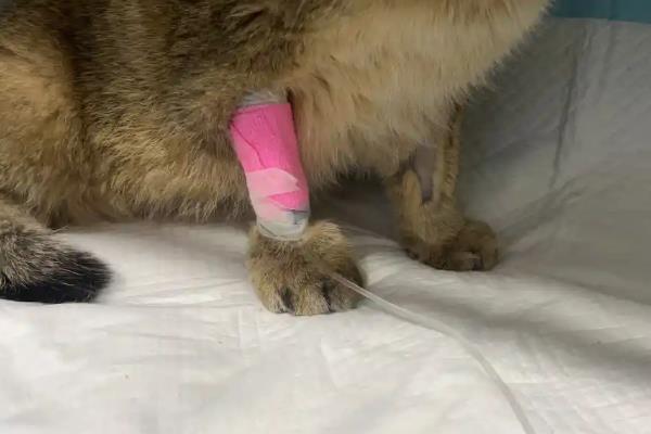 哪些过敏原会造成猫咪哮喘，包括烟味、粉尘、味道刺鼻的物品等