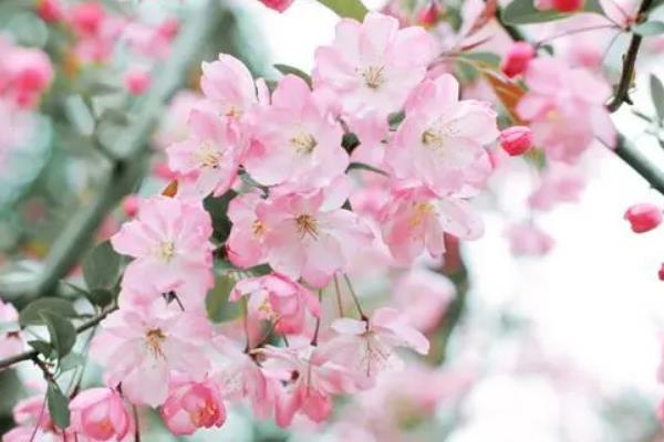 应是绿肥红瘦的红瘦是哪种花，是海棠花