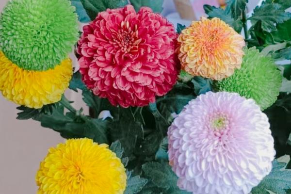 怎么养球菊，适合在18-21℃之间的环境中生长