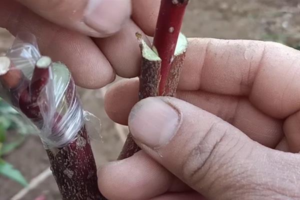 为何要嫁接红枫，可提高成功率而且能避免品种发生变化