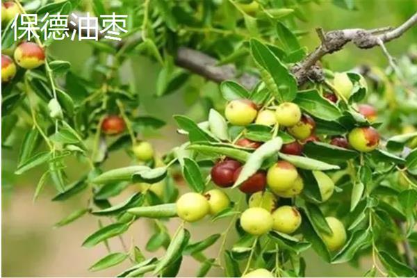 山西保德县的特产，有保德碗托、保德海红果等