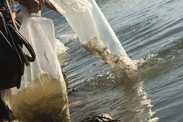 四大家鱼是指哪四大家，是指青鱼、草鱼、鲢鱼和鳙鱼