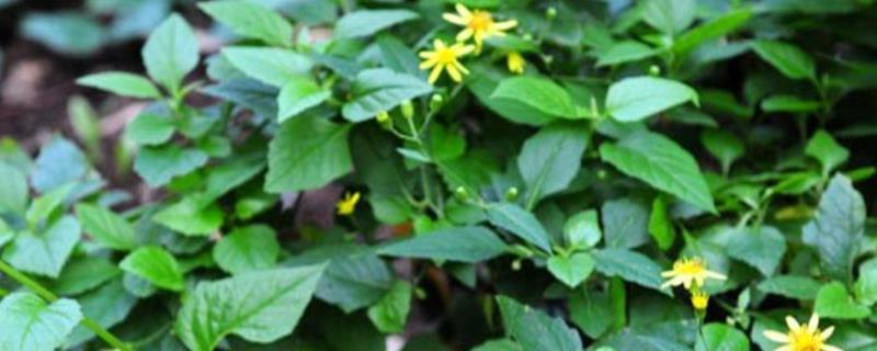 千里光是哪种植物，是指九里明、九里光