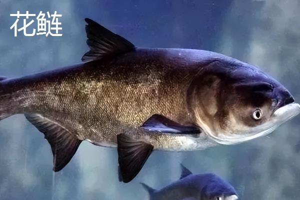 白鲢跟花鲢的区别，鱼头、体色、腹部均有所不同