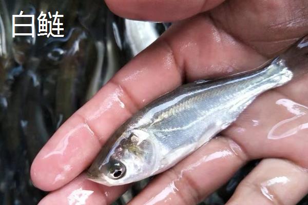 白鲢跟花鲢的区别，鱼头、体色、腹部均有所不同
