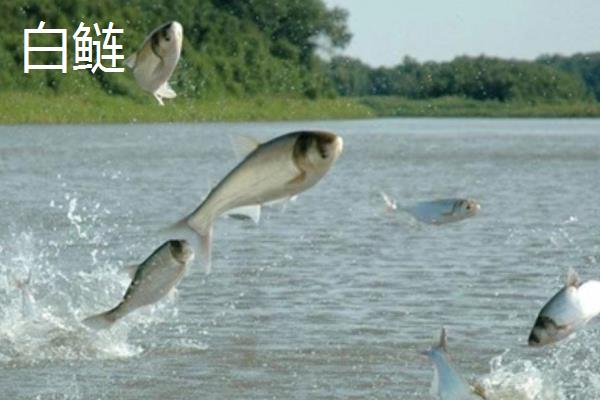 白鲢跟花鲢的区别，鱼头、体色、腹部均有所不同